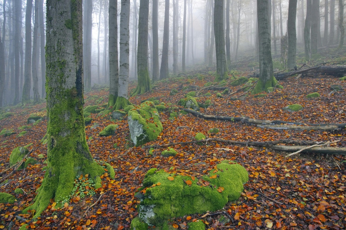Avantgarda medzivojnového obdobia: Futurizmus, dadaizmus a surrealizmus v literatúre
